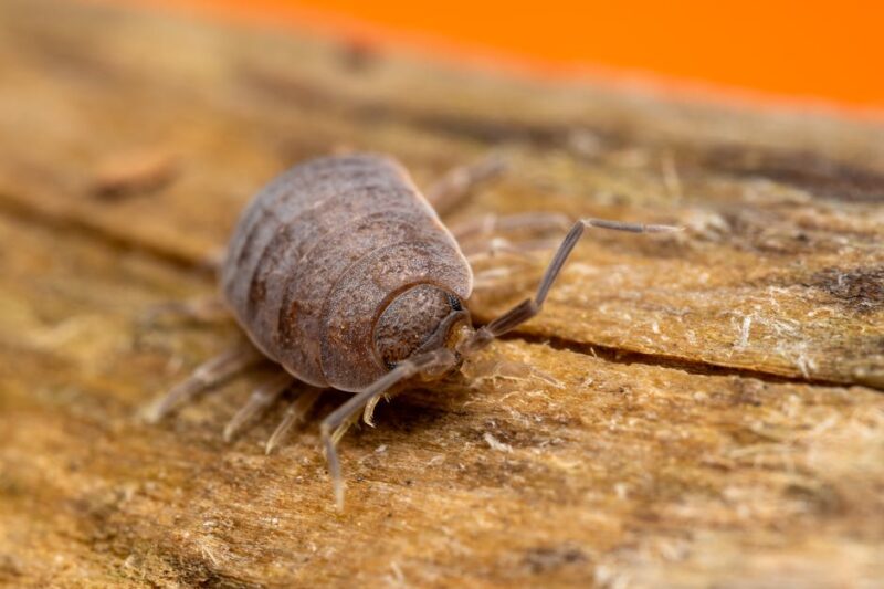Effective Strategies for Bedbug Extermination