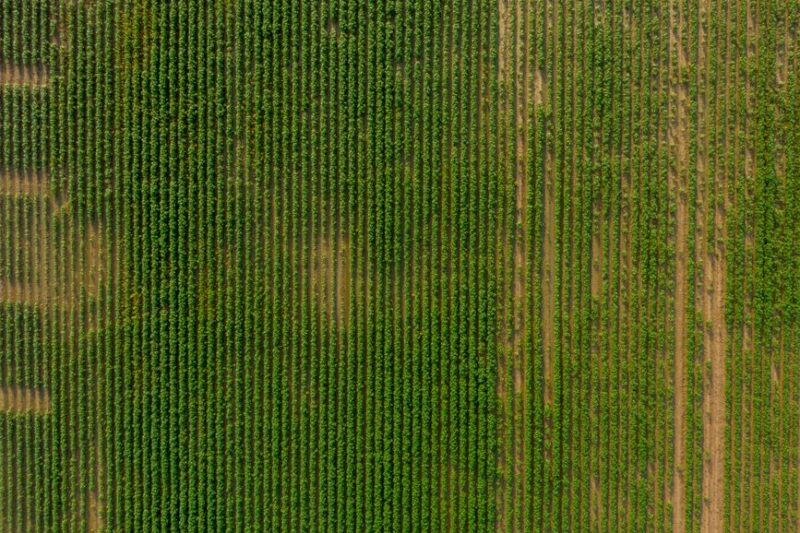 El auge de los suministros agrícolas orgánicos