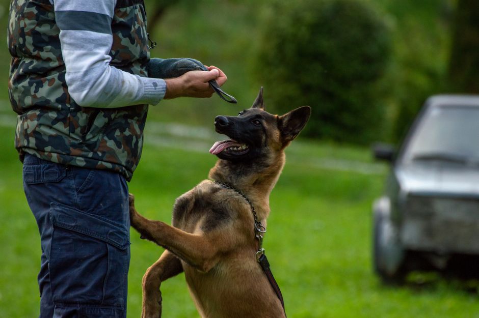 犬のしつけ教室
