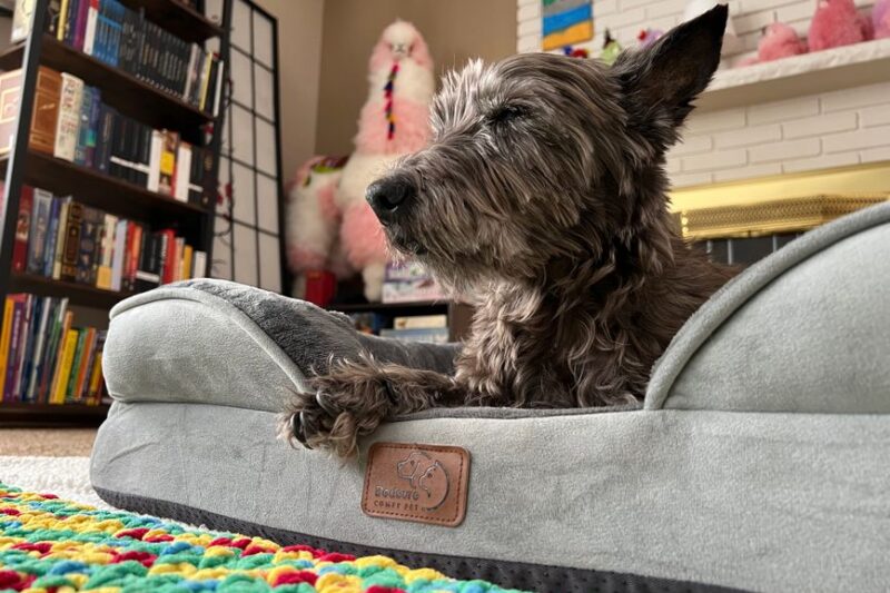 The Ultimate Guide to Choosing a Pet Boarding Facility