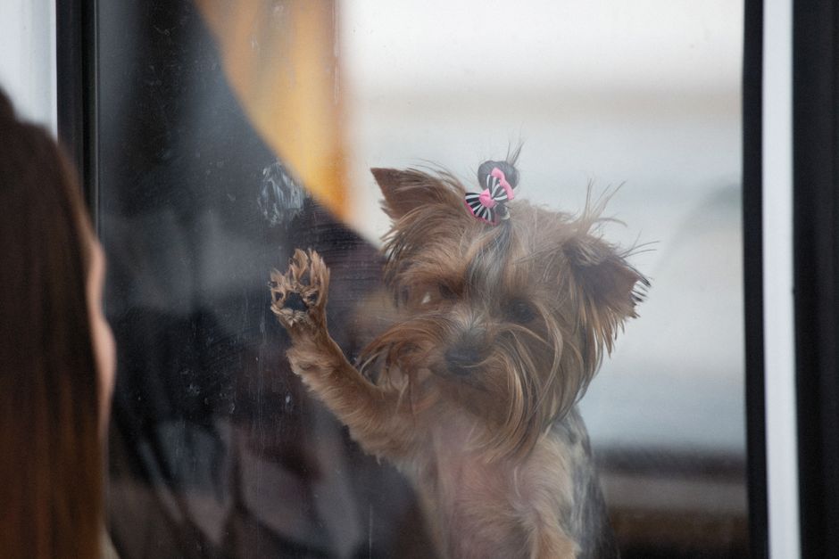 peluquería canina cerca