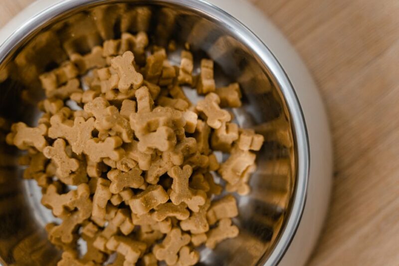 The Rise of Raw Dog Food Delivery Services