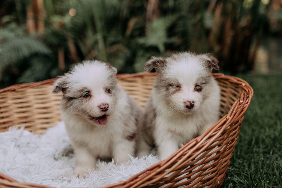 criador cachorros cerca