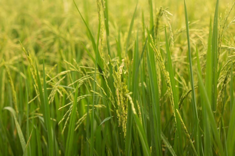 crop insurance