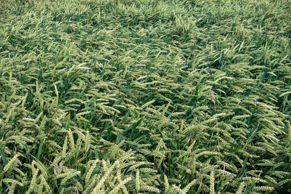 crop insurance