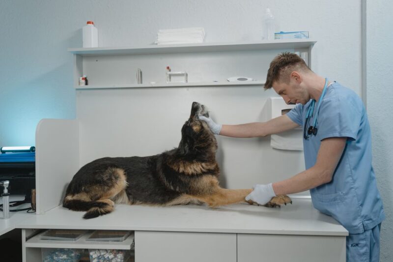 La importancia de elegir una buena clínica veterinaria para tu mascota