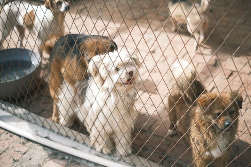 犬の保育園の重要性と選び方